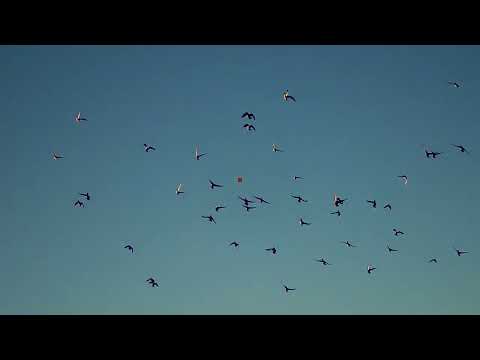 20 BUZ TUTMUŞ BARAJDA ZORLU ÖRDEK AVI LİMİTLERİ DOLDURDUK