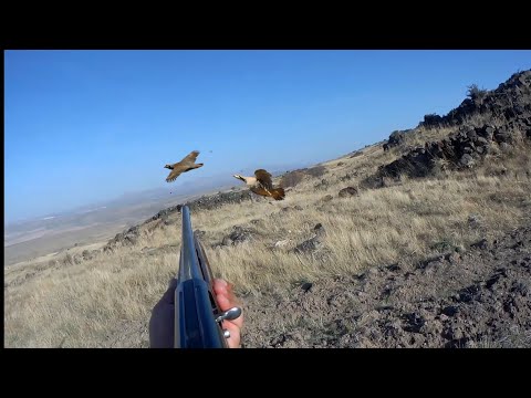 2023 2024 KINALI KEKLİK AVI ÇOK NET POZİSYONLAR PARTRY HUNT