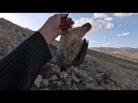 2023 2024 BU TAVŞAN ÇOK UYANIK KEKLİK TAVŞAN AVI GOPRO HERO