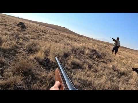 BILDIRCIN AVI MÜKEMMEL VURUŞLAR VE FERMALAR quail hunting