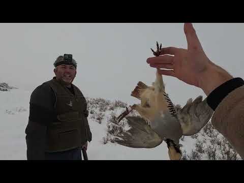 KARDA KEKLİK VE TAVŞAN AVI TAVŞANIN ÜSTÜNE BASACAKTIM TOZ