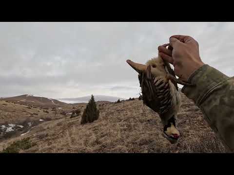 KEKLİK TAVŞAN AVI KARDA ÇOK NET POZİSYONLAR partridge
