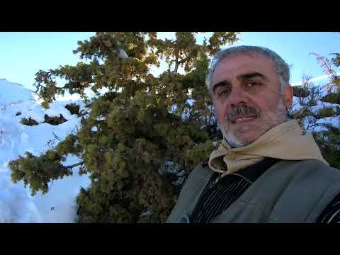 KARDA TAVŞAN KEKLİK ÇOK NET VURUŞLAR OLDU RABBIT Partridge