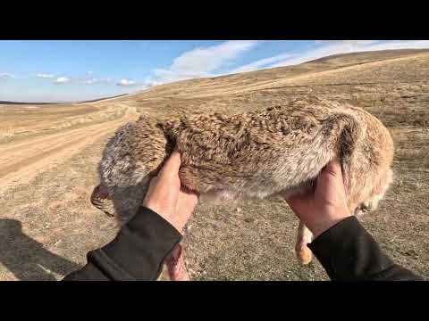 TAVŞAN KEKLİK AVI YARALI TAVŞAN ÇUKURDAN ÇIKTI partridge
