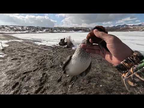 SHOTKAM ÖRDEK AVI MÜKEMMEL AVLAKTA LİMİTLER DOLDU duck