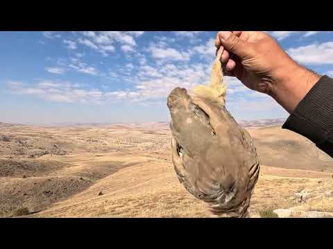 TAVŞAN KEKLİK AVI 2024 BU TAVŞANLAR ÇOK SİNSİ NET VURUŞLAR