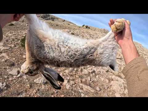 Keklik Tavşan Avı Gopro 12 İle Çok Net Görüntüler Partridge