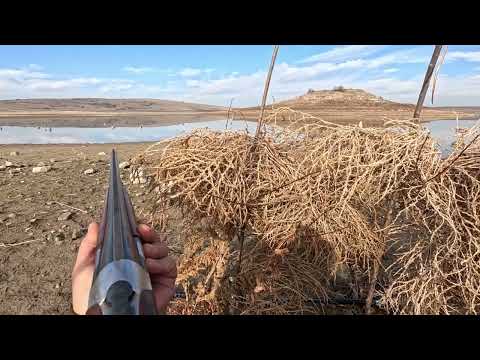 SHOTKAM ÖRDEK AVI 2024 KEPÇELLERE MÜKEMMEL BASKIN DUCK HUNT