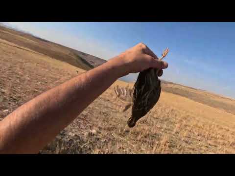 BILDIRCIN AVI MÜKEMMEL FERMALAR ÇOK NET VURUŞLAR quail