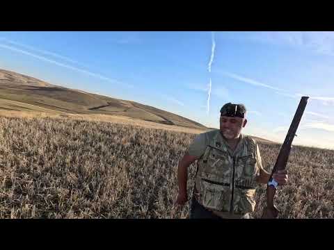 BILDIRCIN AVI ADIM BAŞI FERMA MÜKEMMEL GÖRÜNTÜLER quail