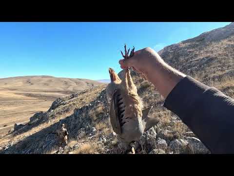 KARDA TAVŞAN VE KEKLİK AVLARIM MÜKEMMEL POZİSYONLAR NET