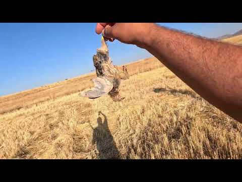 BILDIRCIN AVI RAST GELEN KEKLİK SÜRÜLERİ ÇOK NET GÖRÜNTÜLER