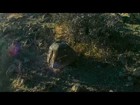 YENİ KEKLİK AVI BOL MANKE İÇERİR Partridge Hunt Охота на