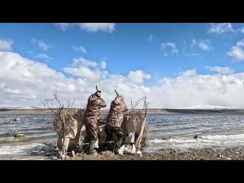 DUCK HUNTİNG SHOTKAM ÖRDEK AVI 2025 YÜZLERCE ÖRDEK GELDİ