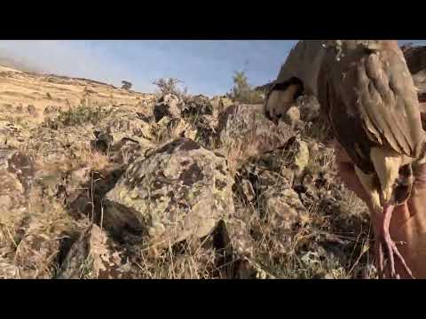 2023 2024 KEKLİK AVI GOPRO HERO 12 İLE İLK AVIM ÇOK NET