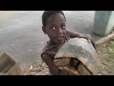 Guyane bilan de 15 ans de protection