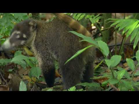 L étrange biodiversité du Costa Rica