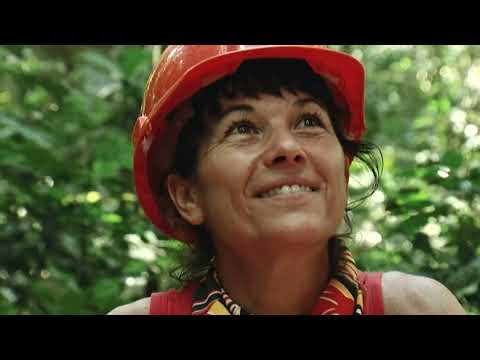 Bassin du Congo une forêt face à l Homme