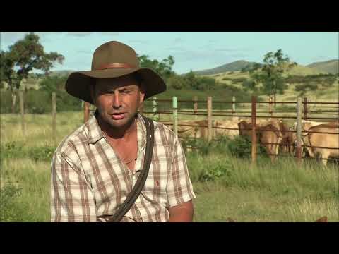 A la rencontre des stockmen de Nouvelle Calédonie équitation