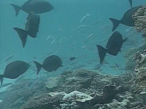 Plongée sous marine au milieu d Aldabra