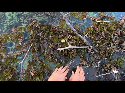 Pescaria Raiz das Brutas usando lambari no Rio turvo