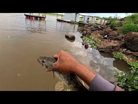 Pescaria de corvinas no bambu usando isca viva até às