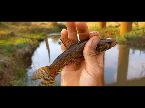 Pescaria de traíra no Rio Thomaizao elas estão camufladas