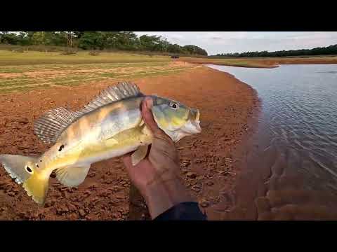 Pescaria de tilápia e tucunaré no Rio marinheiro na ceva