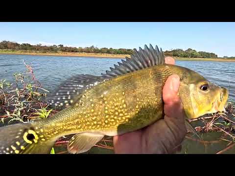 Pescaria de tilapia e tucunaré em uma ilha no Rio