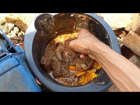 se tá maluco é assim que começa cardume de tilapias na ceva