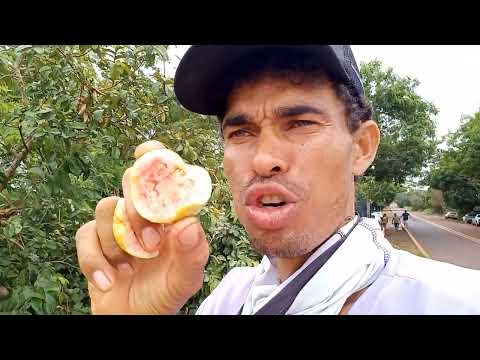 Apairari tucunare piau e traíra Pescaria caipira pescamos é