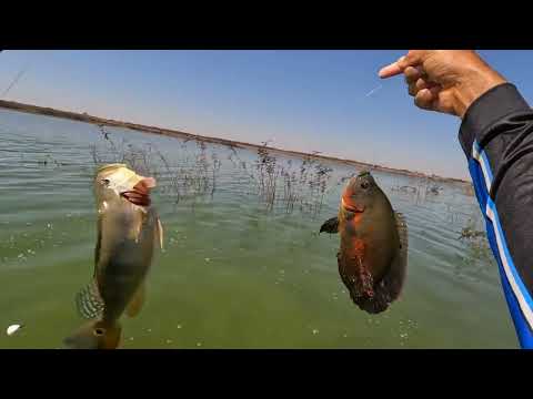 Pescaria de tilapia tucunare e Oscar no Rio marinheiro