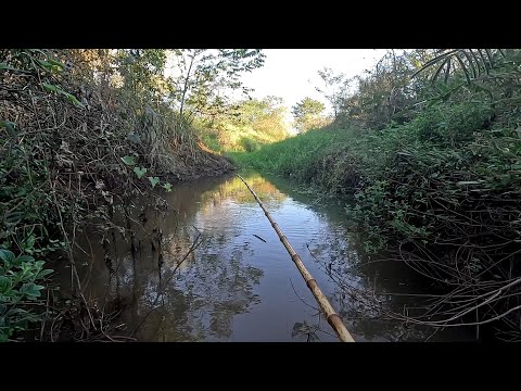 Pescaria de tucunaré e piau tá maluco desse tamanho eu