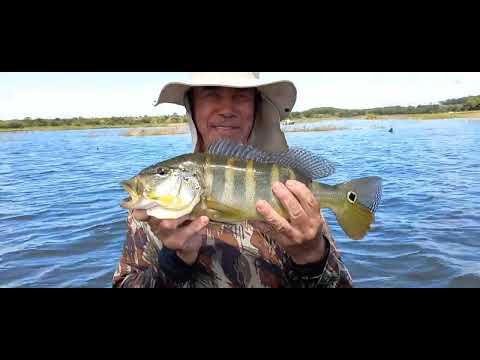 Pescaria de tilapia nativas e um gigantesco tucunare Dessa
