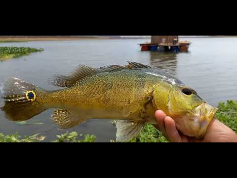 Depois de assistir essa Pescaria você vai sonhar Pescando