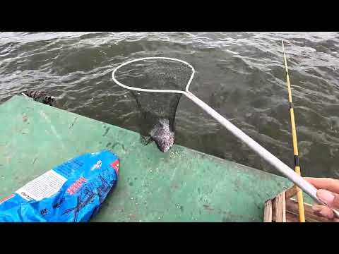 Pescaria de tilápias e Porquinho no Rio marinheiro ceva boa