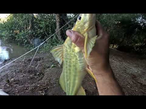 Pescaria nas corredeiras do Rio Turvo e Peixe frito no