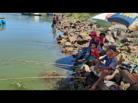 pescaria de tilapia nativa deu até tucunare bom demais