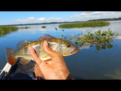 tucunare apairari e Dourado nessa pescaria caipira na