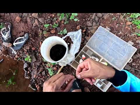 O córrego do Rio pegou muita água A Pescaria Raiz rendeu