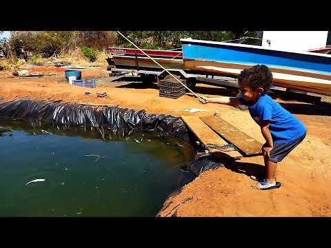 Pescaria varinha de bambu usei de isca uma curvina inteira