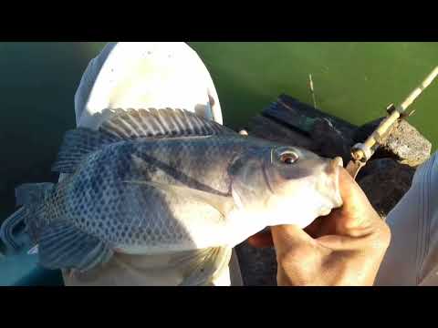 Pescaria de tilapia selvagem Derrepente tudo mudou Rio