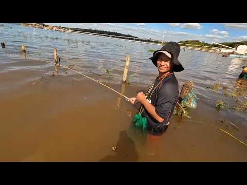 Impressionante tilapias Gigantes no Rio Grande Pescaria