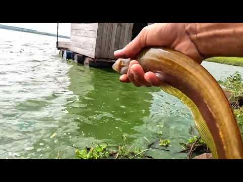 Pescaria caipira de Corvina piau e espada Rio Tomazinho