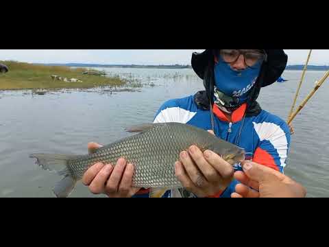 Pescaria de tilapia e piaçu gigante no Rio Grande No