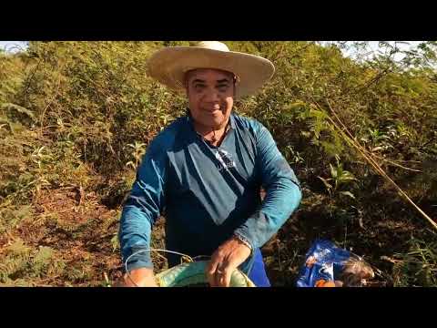 Pescaria caipira de traíras Gigantes do Rio thomaizao