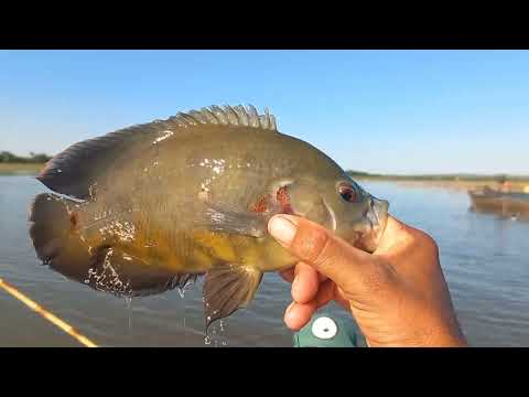 Pescaria Raiz tilapia tucunare apairari traíra e até pacu
