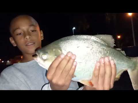 Pescaria de pacu caranha o cardume chegou com tudo puxou