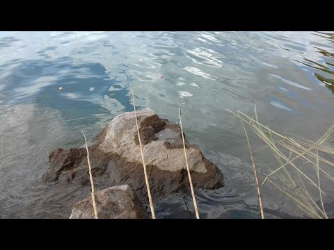 Pescaria de tilapia selvagens As bocudas encostaram Rio