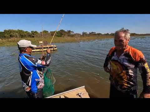 Pescaria Raiz traíra tucunare e Tilapia usando lambari e